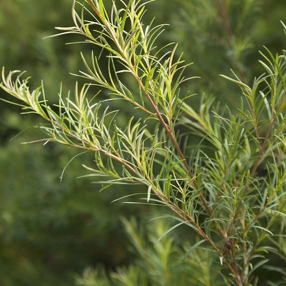 5 Things Tea Tree Oil Can Do For Your Hair