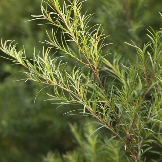 5 Things Tea Tree Oil Can Do For Your Hair